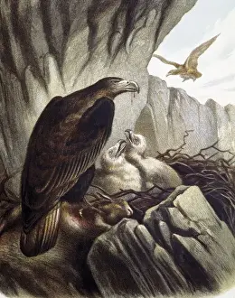Vertebrates Prints: Eagles with their young. Engraving after a drawing
