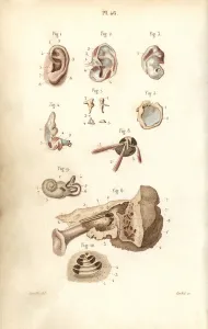 Masse Prints: Ear and eardrum
