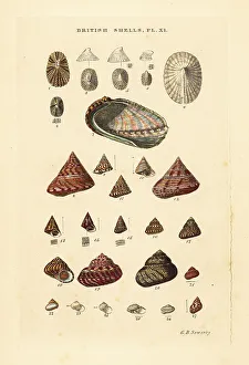 Gastropod Prints: Ear shell, Haliotis, sea snails, Trochus, Margarita, etc