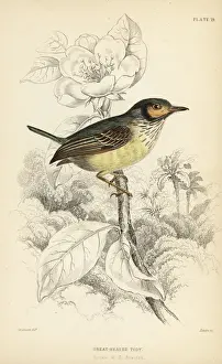 Flycatchers Prints: Eared pygmy tyrant, Myiornis auricularis