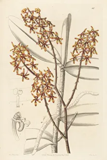 Early blooming renanthera orchid, Renanthera matutina
