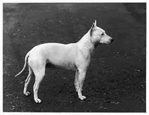 EARLY BULL TERRIER / 1898