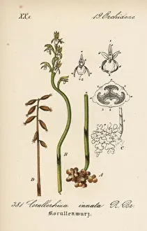Schlechtendal Prints: Early coralroot, Corallorhiza trifida