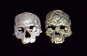Early Homo sapiens crania (Irhoud 1 & Qafzeh 6) Early Homo sapiens crania (Irhoud 1 & Qafzeh 6)