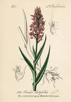 Early marsh-orchid, Dactylorhiza incarnata