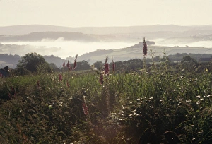 Images Dated 29th November 2016: Early morning mist, Tamar Valley, Cornwall