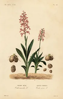 Oudet Gallery: Early purple orchid and green-winged orchid