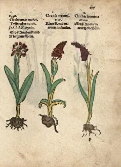 Early-purple orchid, Orchis mascula