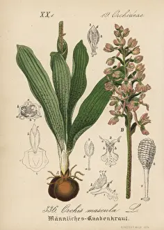 Early-purple orchid, Orchis mascula