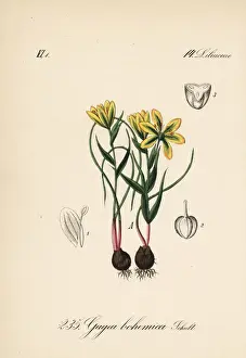 Early Star-of-Bethlehem, Gagea bohemica