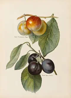 PLUMS