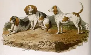 Examples Prints: Early Type Beagle Dogs