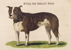 Bred Prints: EARLY TYPE BULL DOGS