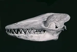 Aquatic Prints: Early whale skull of Pakicetus inachus