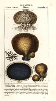 Images Dated 27th March 2020: Earth balls, Scleroderma verrucosum
