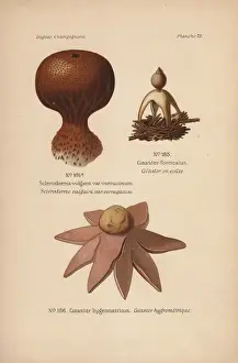 Leon Prints: Earthball, Scleroderma vulgare var verrucosum