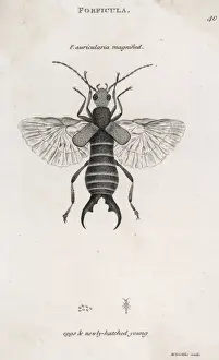 Hatched Prints: Earwig
