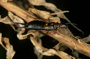 Earwig Prints: Earwig - in dry foliage