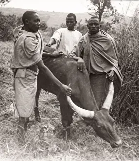 East Africa - Uganda inoculation campaign tsetse fly