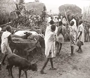 East Africa - Uganda inoculation campaign tsetse fly