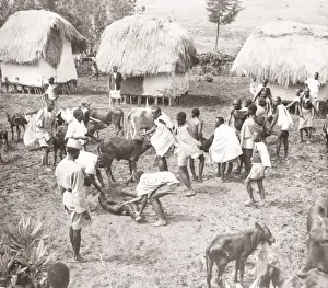 East Africa - Uganda inoculation campaign tsetse fly