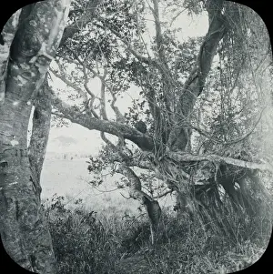East Africa - Wild Fig Tree