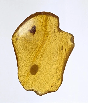 Andrew Ross Gallery: East African copal