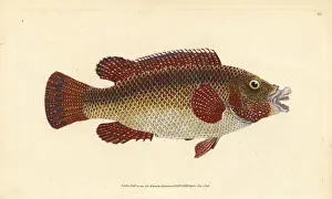 Donovan Prints: East Atlantic peacock wrasse, Symphodus tinca