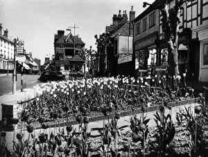 Tulips Prints: East Grinstead / Sussex