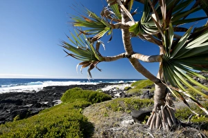 Roots Collection: East of Ilot Gabriel island sea shore