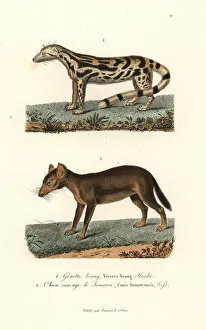 Canis Collection: East Indian linsang and dhole (endangered)