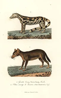Alpinus Gallery: East Indian linsang and dhole (endangered)