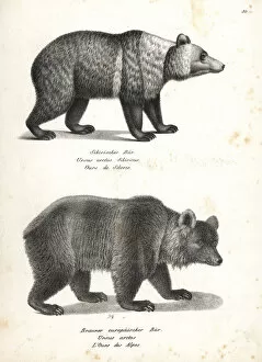 Brodtmann Collection: East Siberian brown bear and brown bear