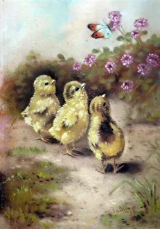 Chicks Prints: Easter chicks with butterfly