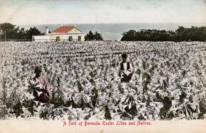 Lily Gallery: Easter Lily Field in Bloom, Bermuda
