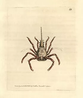 Eastern Atlantic arrow crab, Stenorhynchus lanceolatus