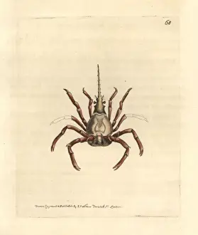 Elford Prints: Eastern Atlantic arrow crab, Stenorhynchus lanceolatus