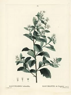 Eastern baccharis, Baccharis halimifolia