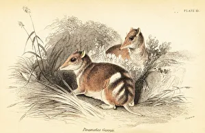 Marsupiata Prints: Eastern barred bandicoot, Perameles gunnii