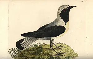 Flycatcher Prints: Eastern black-eared wheatear, Oenanthe melanoleuca