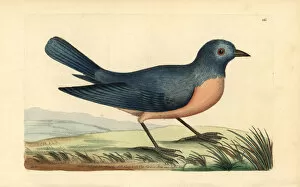 Bluebird Gallery: Eastern bluebird, Sialis sialis