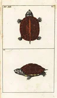Eastern box turtle, Terrapene carolina carolina