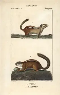 Striatus Prints: Eastern chipmunk, Tamias striatus, and tree