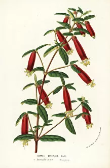 Jardins Collection: Eastern correa, Correa reflexa var. cardinalis