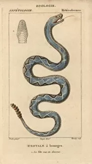 Eastern diamondback rattlesnake, Crotalus adamanteus