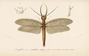 Dorbigny Prints: Eastern dobsonfly, Corydalus cornutus