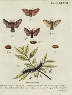 Klinger Collection: Eastern eggar and small eggar moths