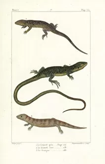 Viridis Collection: Eastern fence lizard, European green lizard and skink