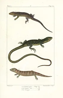 Germain Gallery: Eastern fence lizard, European green lizard and skink