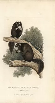 Niger Gallery: Eastern fox squirre, Sciurus niger